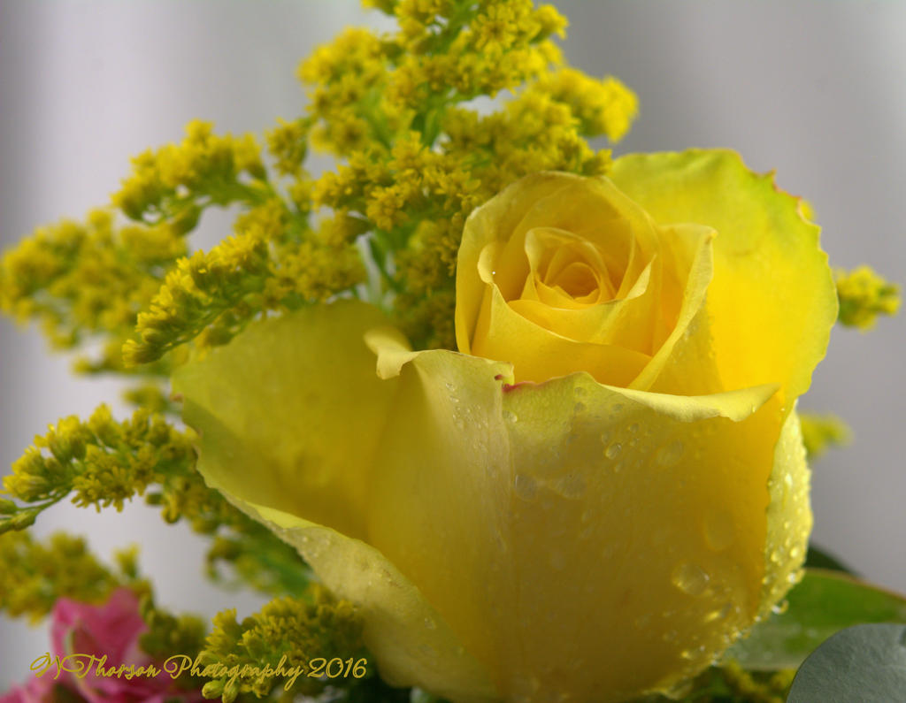 Yellow Rose 10-20-2016.jpg