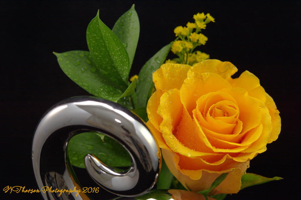 Yellow Rose 11-8-2016.jpg