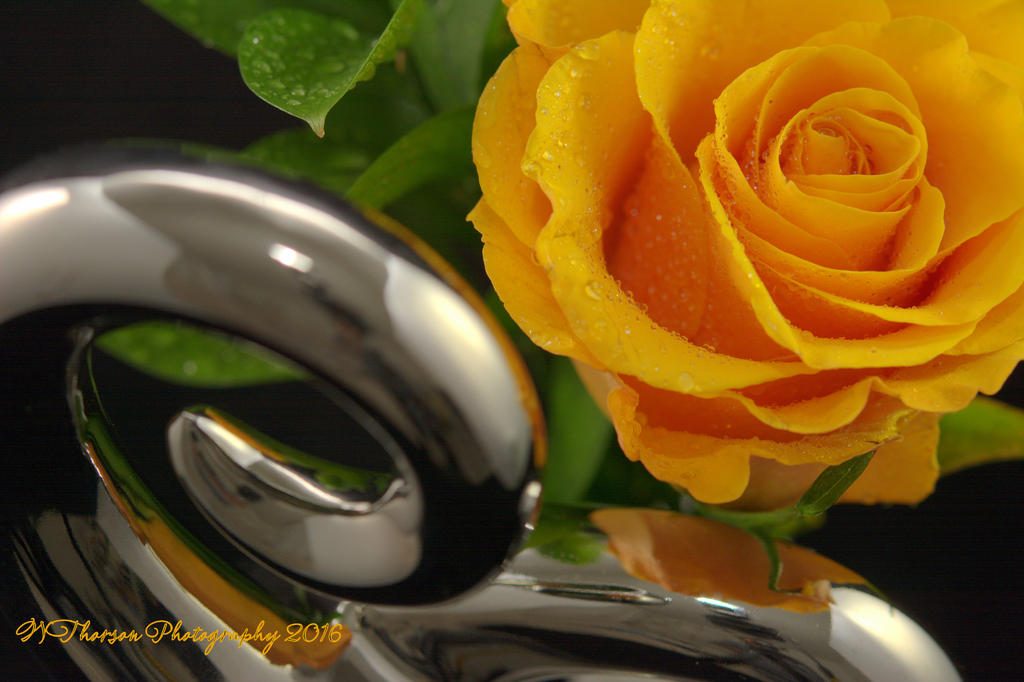 Yellow Rose  #2 11-8-2016.jpg