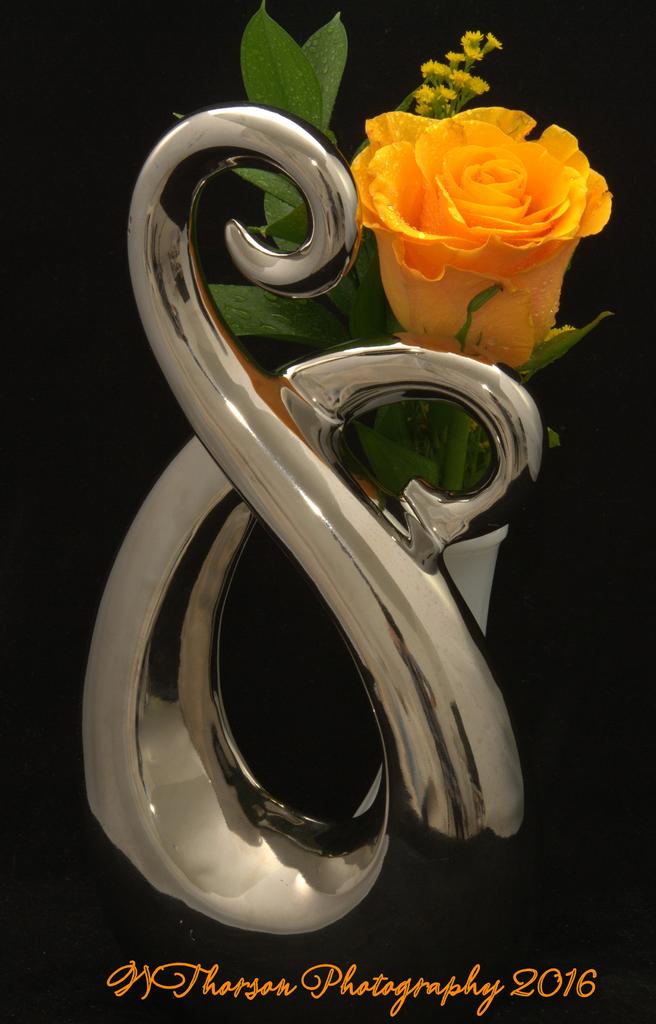 Yellow Rose  #3 11-8-2016.jpg