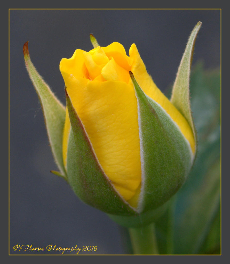 Yellow Rose  5-22-2016.jpg