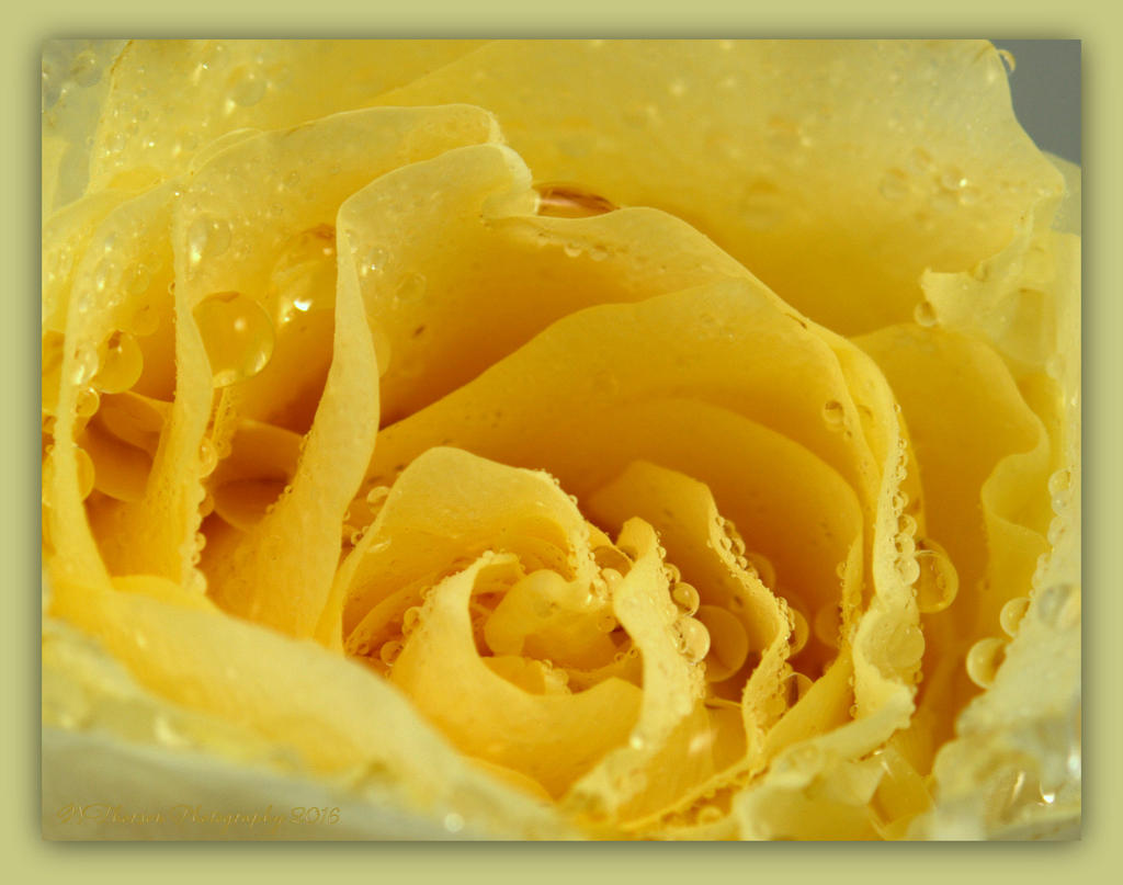 Yellow Rose Close Up 4-11-2016.jpg