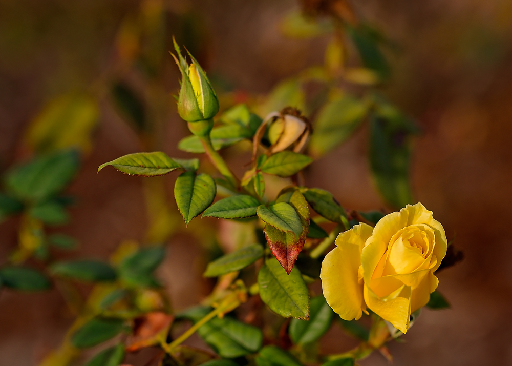 Yellow Rose II.jpg