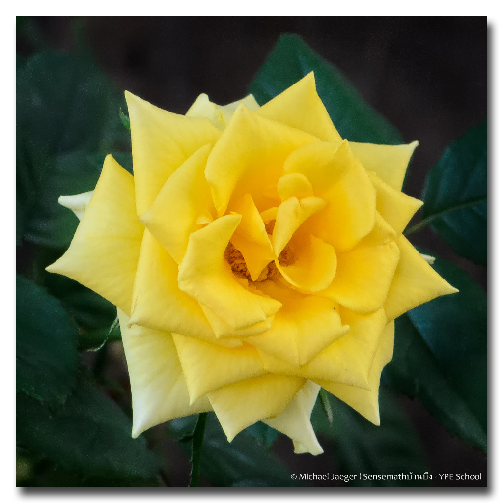 yellow-rose.jpg