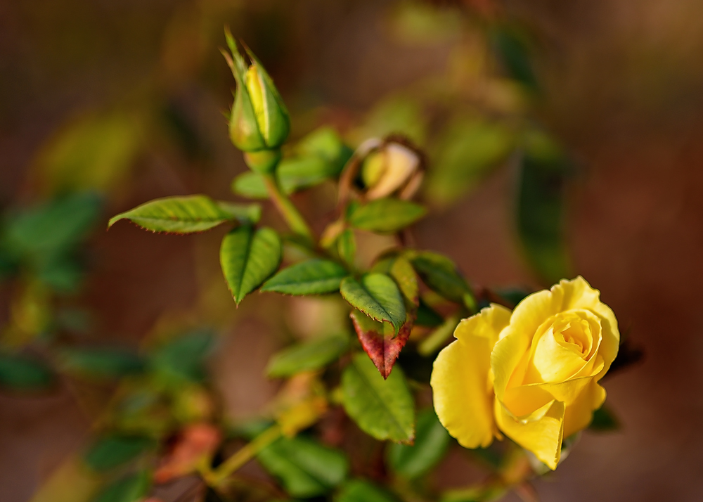 Yellow Rose.jpg