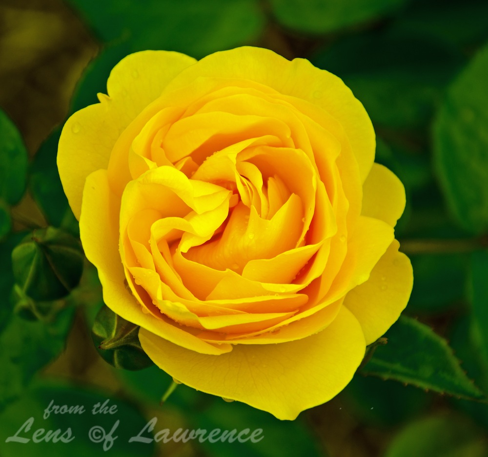 Yellow RoseLOL.jpg