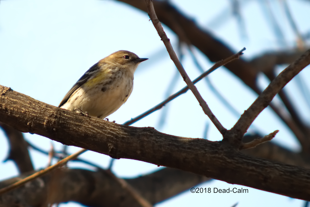 Yellow Rumped W N500_4233.jpg