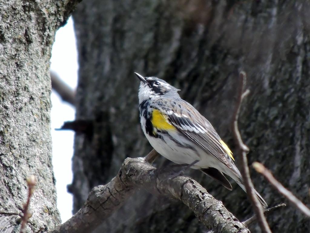 Yellow rumped Warbler.jpg