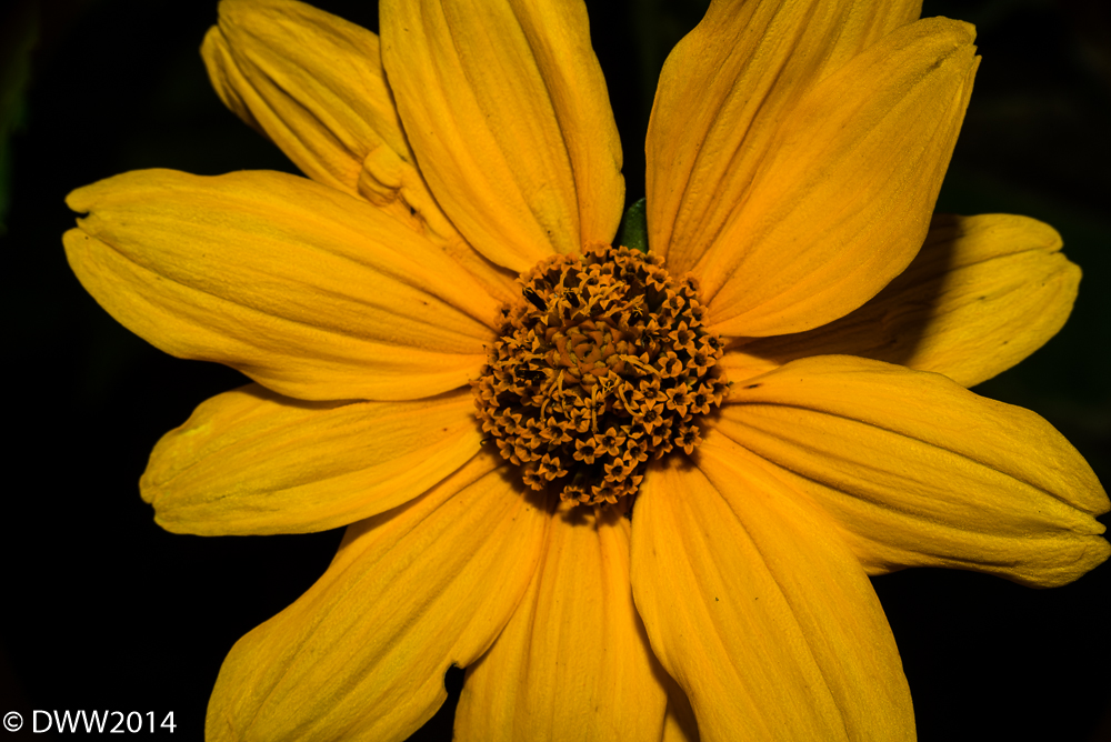 Yellow Splendor 2 (1 of 1).jpg