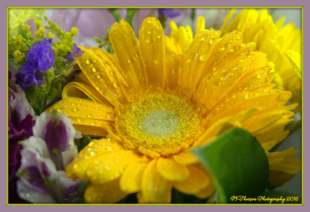 Yellow Sunflower 3-11-2016.jpg