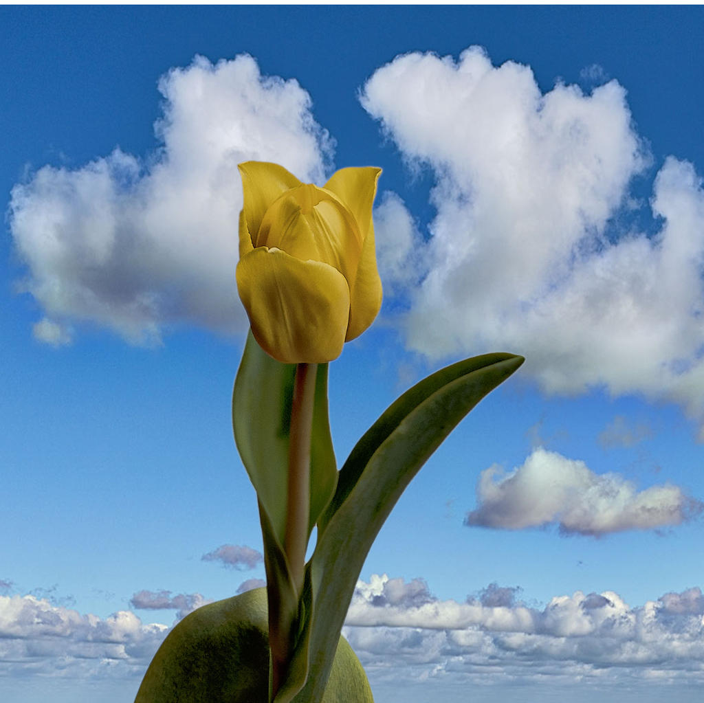 Yellow-Tulip.jpg