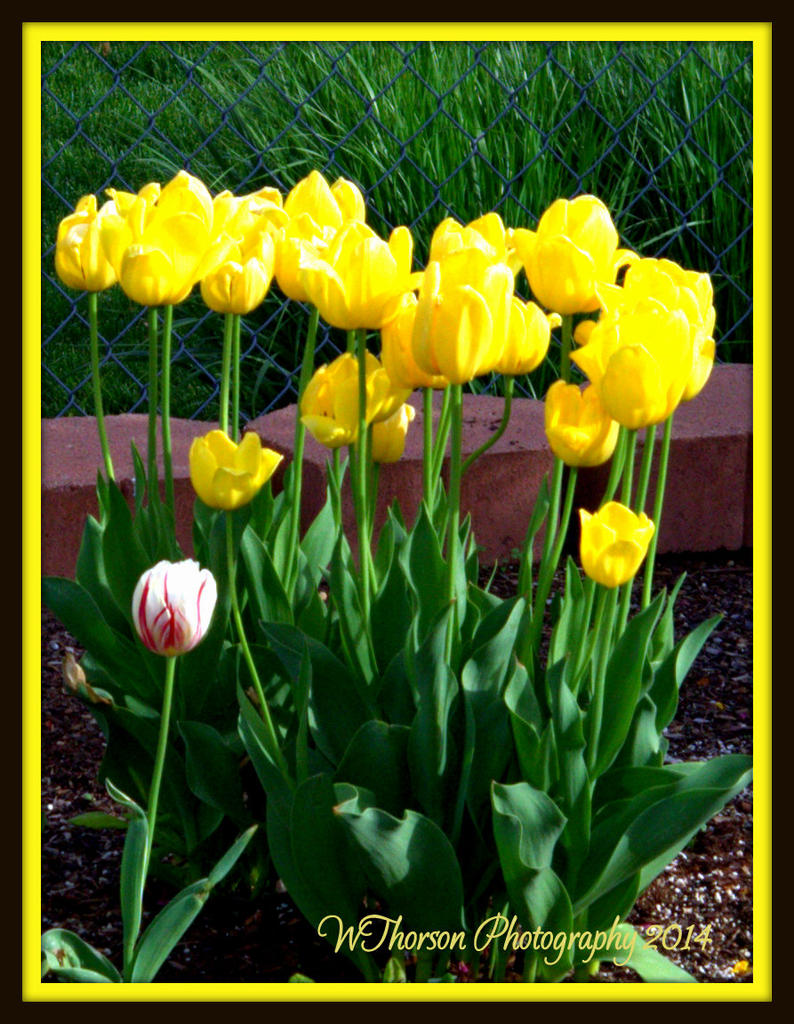 Yellow Tulips Clump.jpg