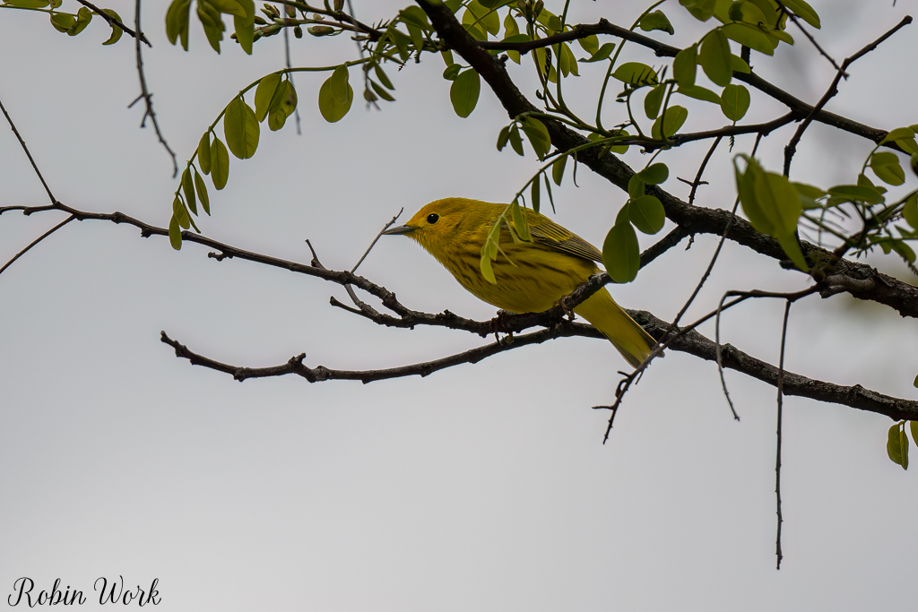 Yellow Warbler--2.jpg