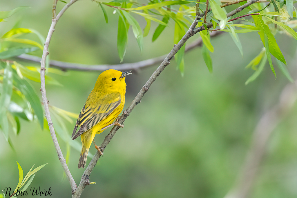 Yellow Warbler--3.jpg