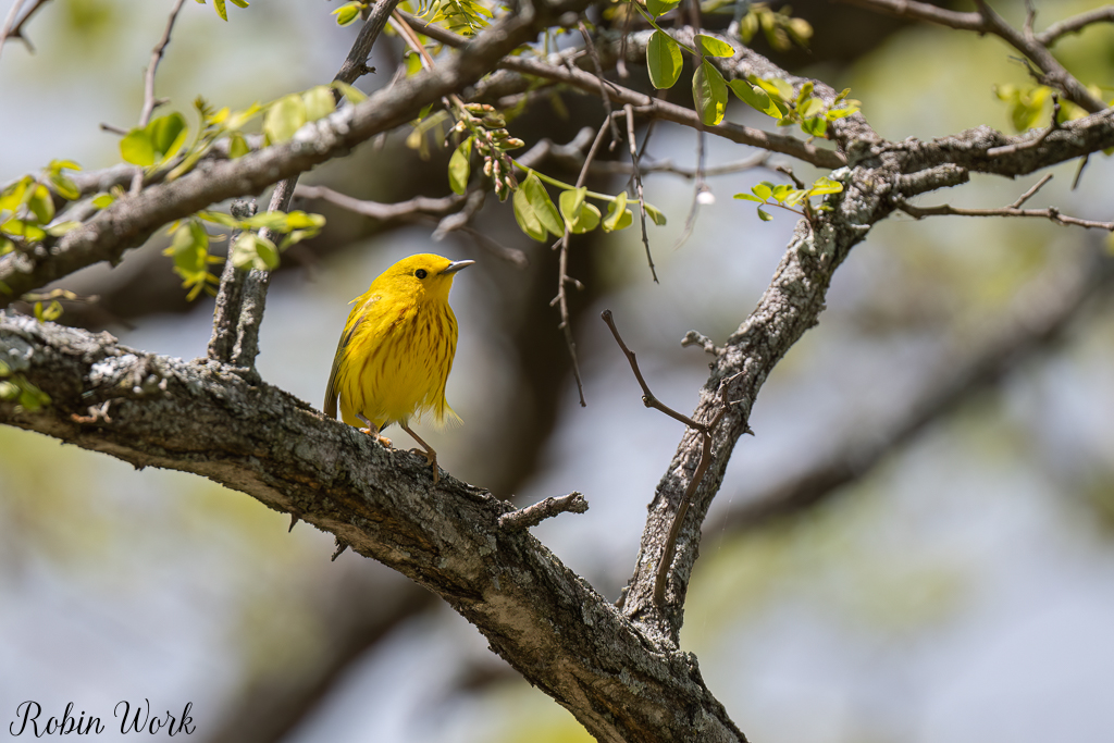 Yellow Warbler--4.jpg