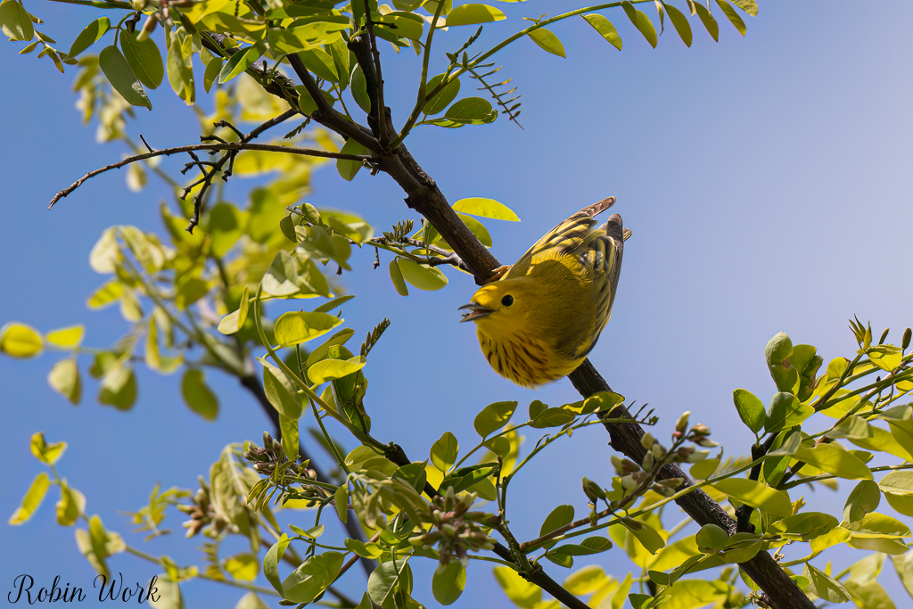 Yellow Warbler--5.jpg