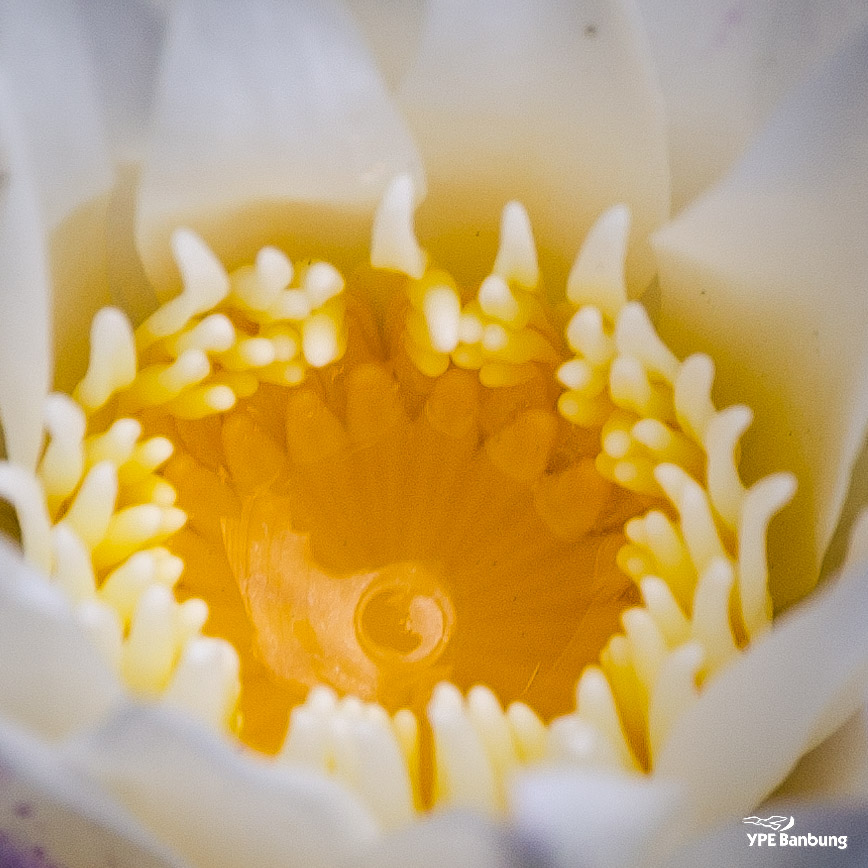 yellow-white-1.jpg
