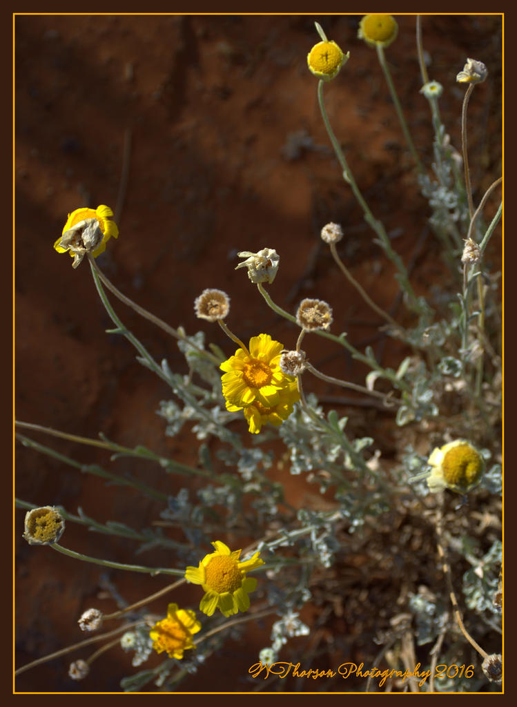 Yellow Wild Flowers  6-14-2016.jpg