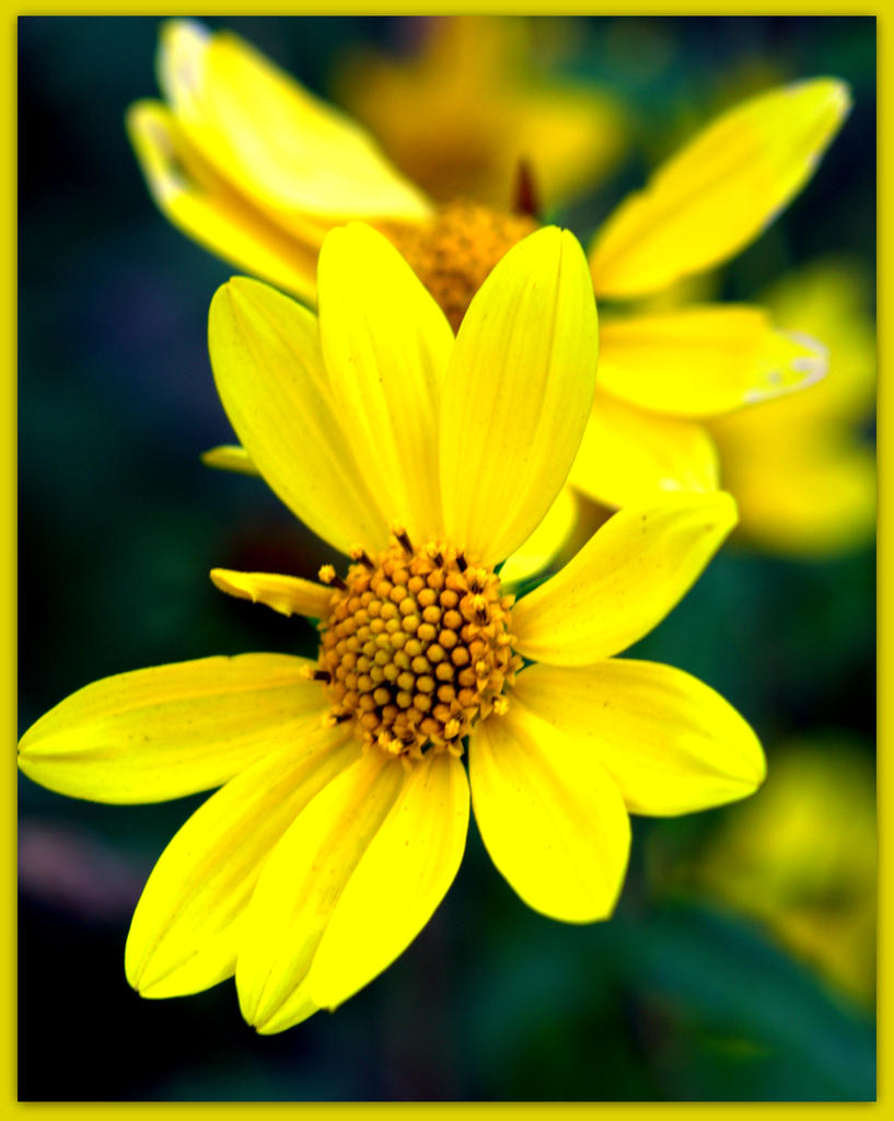 Yellow Wildflower.jpg