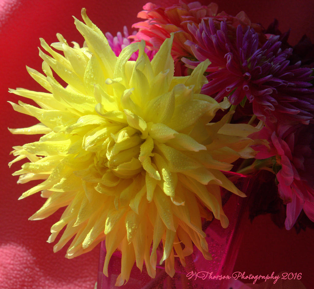Yellow Zinnia 8-18-2016.jpg