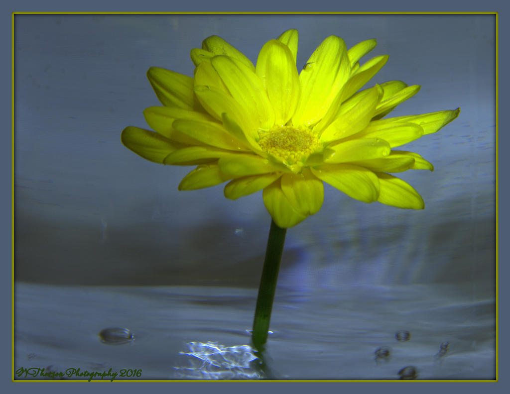 Yellow Zinnia in Water 2-8-2016.jpg