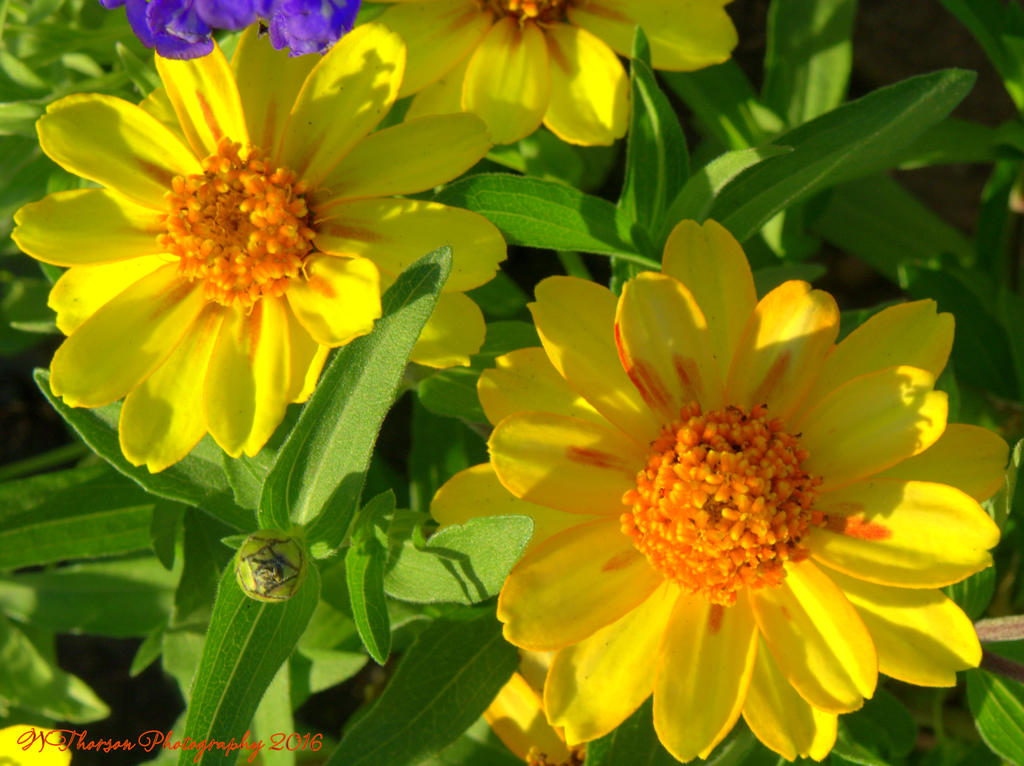 Yellow Zinnia's 7-17-2016.jpg