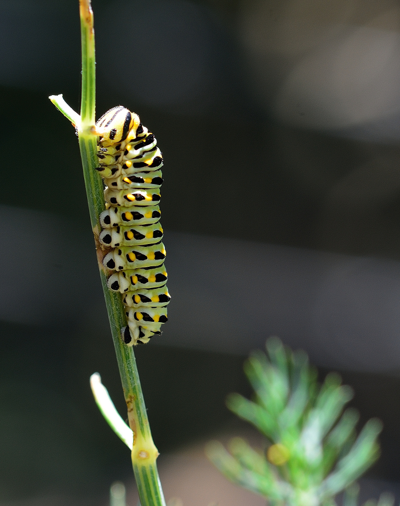 Yellow Swallowtail Caterpillar