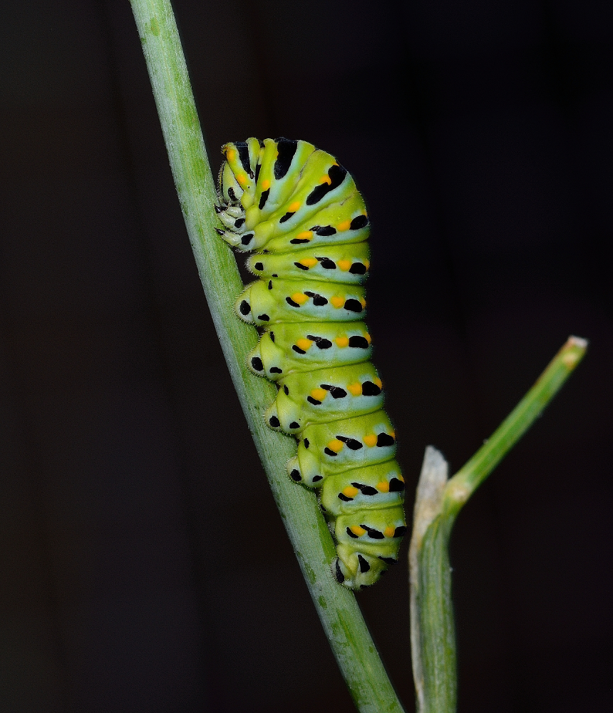 Yellow Swallowtail Caterpillar