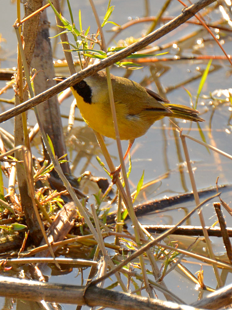 YellowBird.jpg
