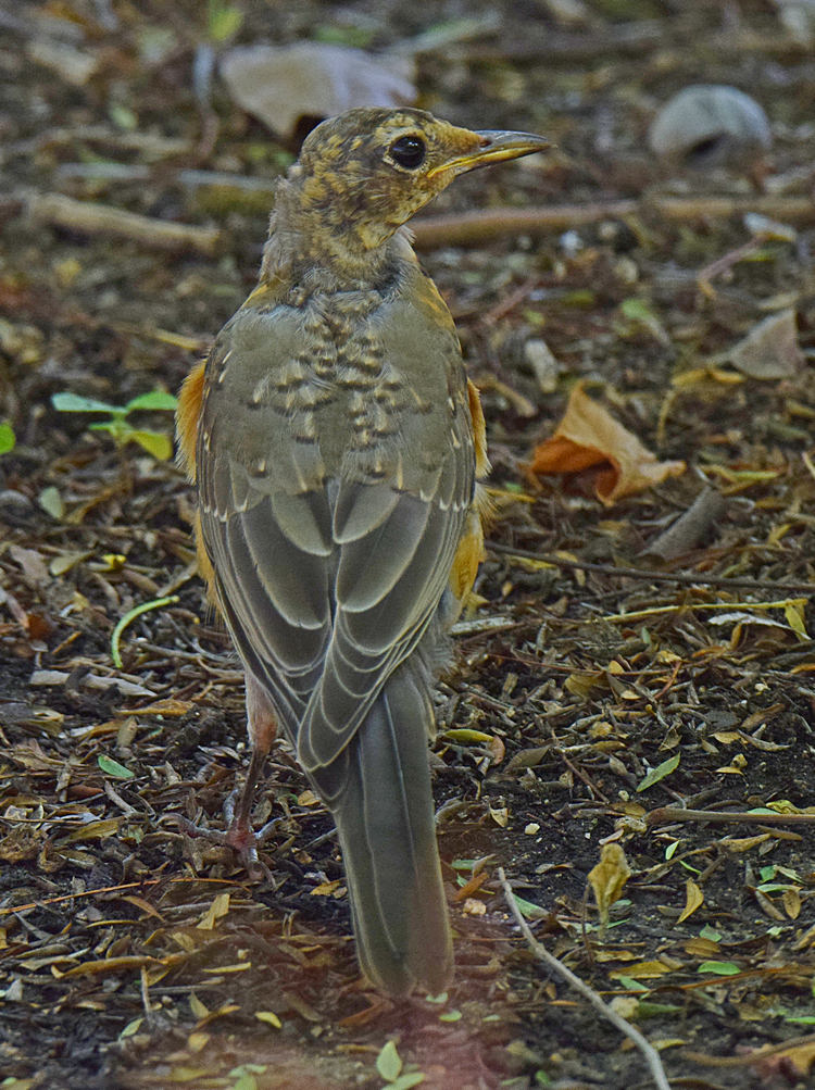 YellowBreast3.jpg