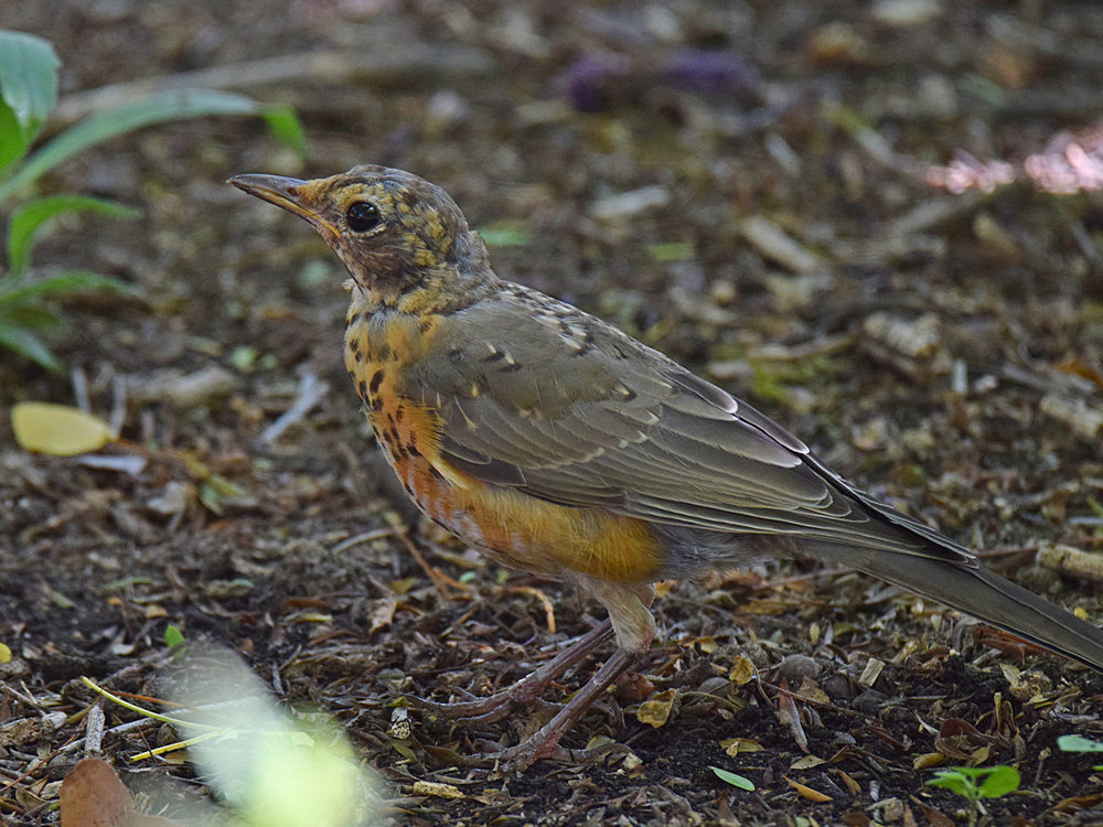 YellowBreast4.jpg