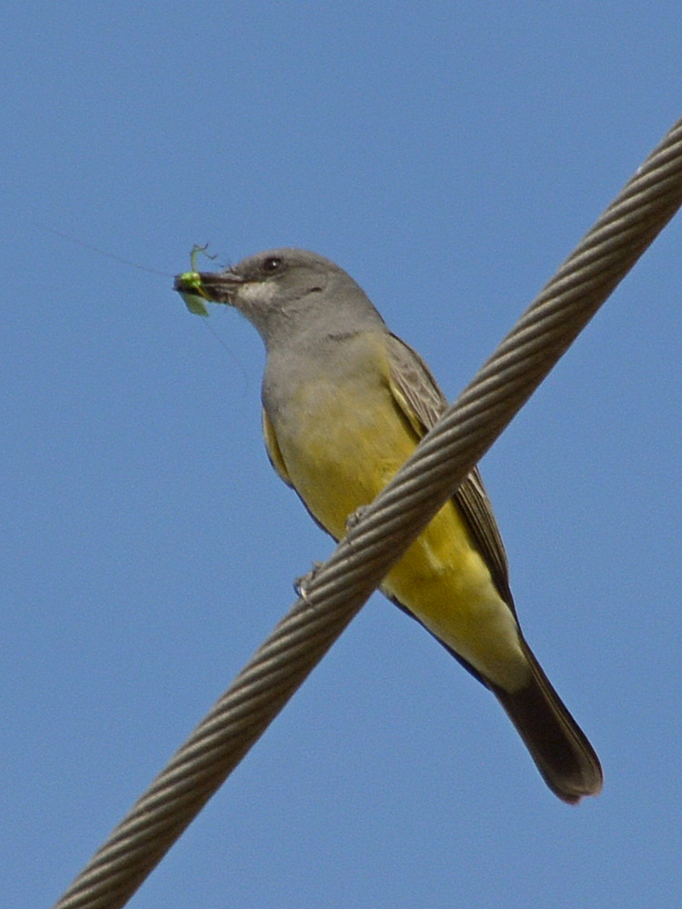 YellowFinch2.jpg