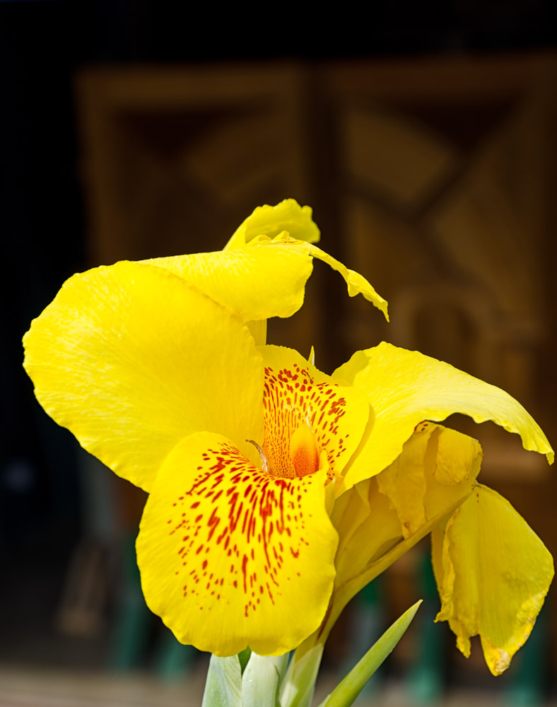 yellowflower-1.jpg