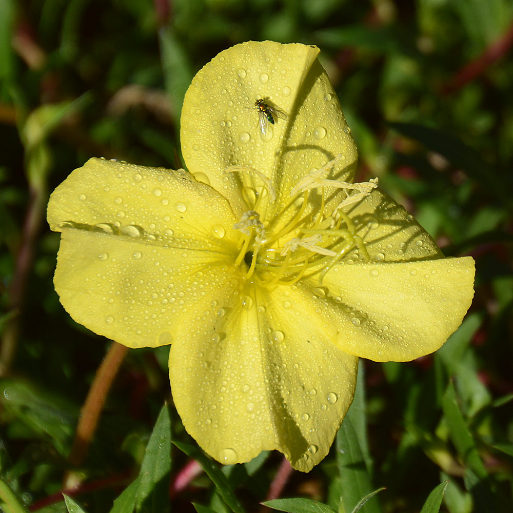 YellowFlower.jpg