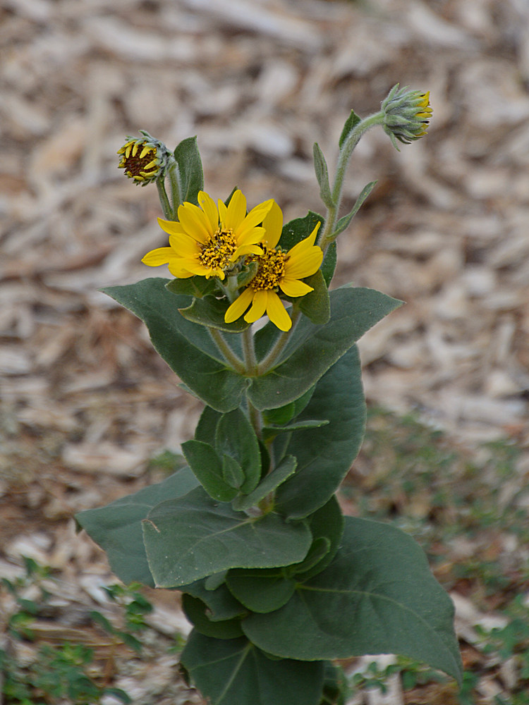 YellowFlower.jpg