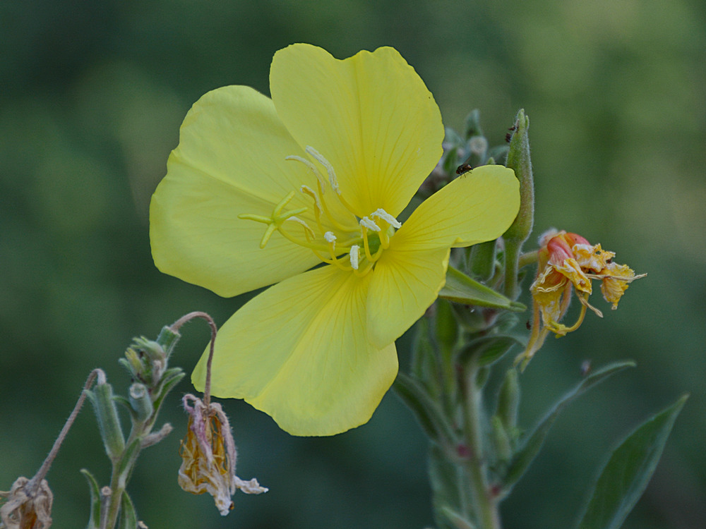 YellowFlower.jpg