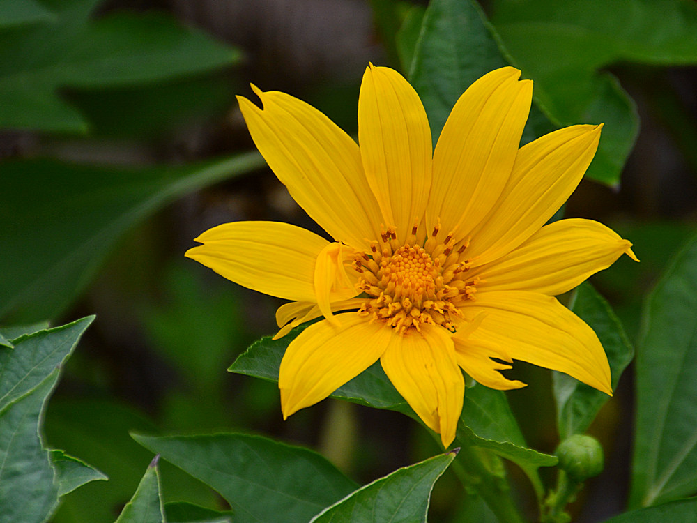 YellowFlower.jpg