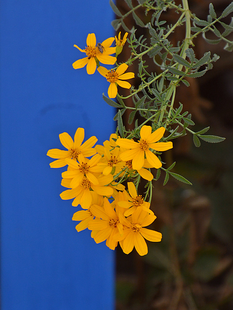 YellowFlower.jpg