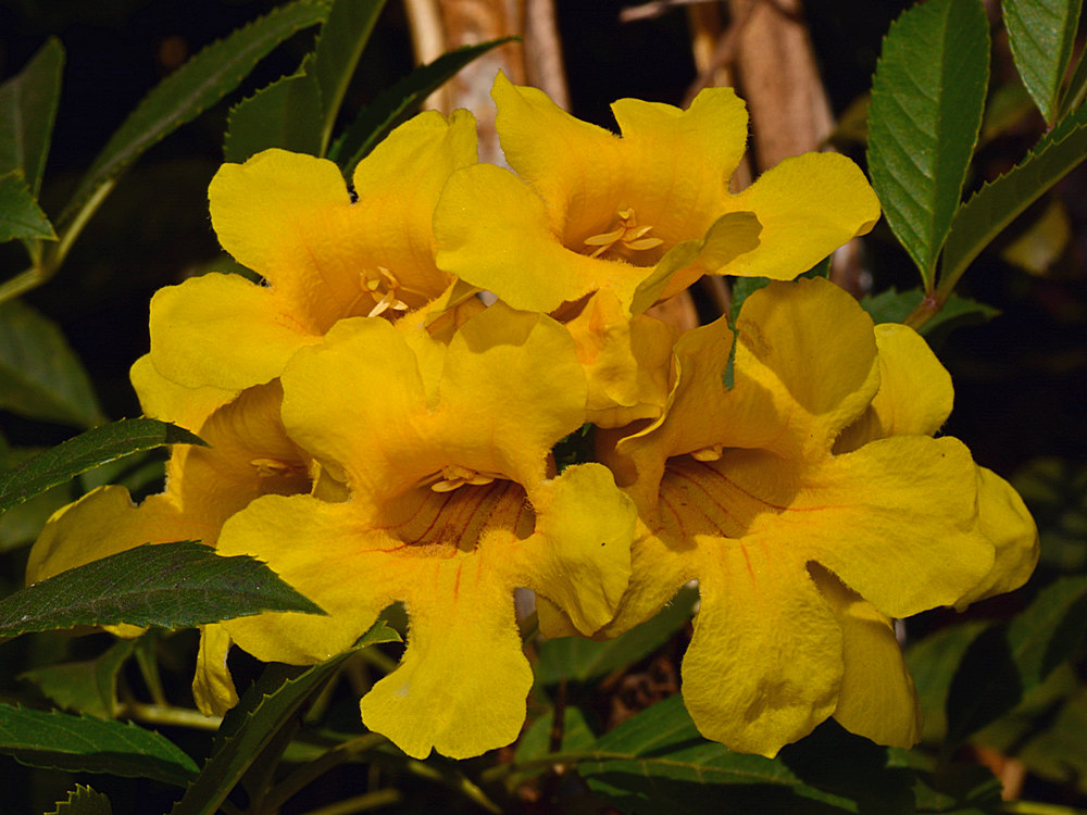 YellowFlower.jpg