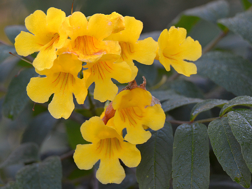YellowFlower.jpg