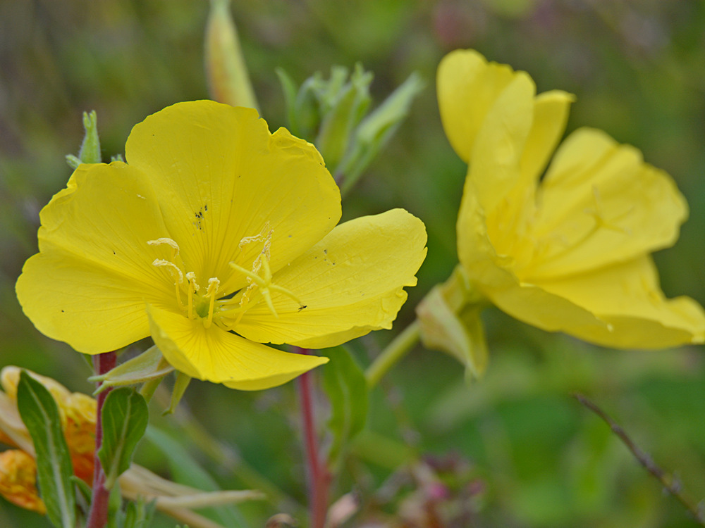 YellowFlower.jpg