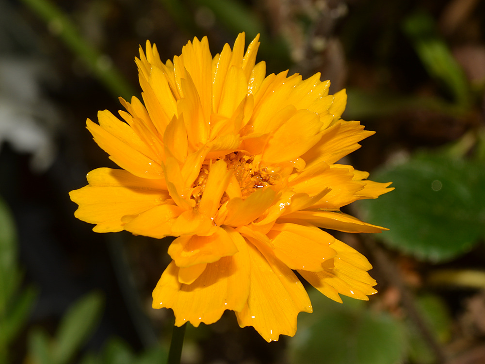 YellowFlower.jpg