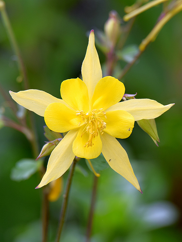 YellowFlower.jpg