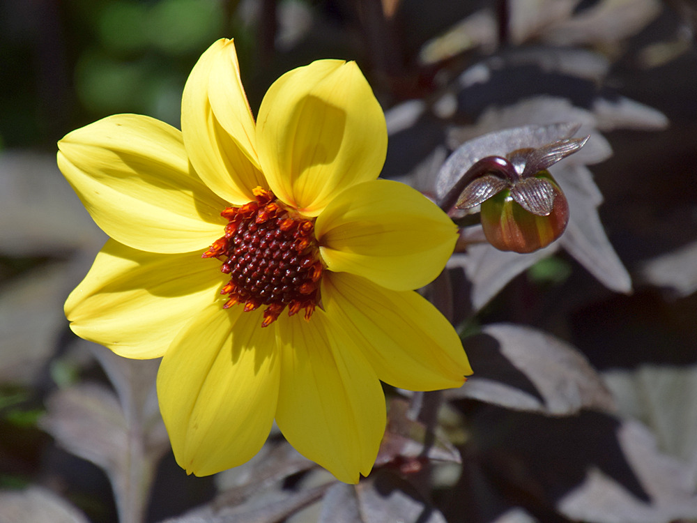 YellowFlower.jpg