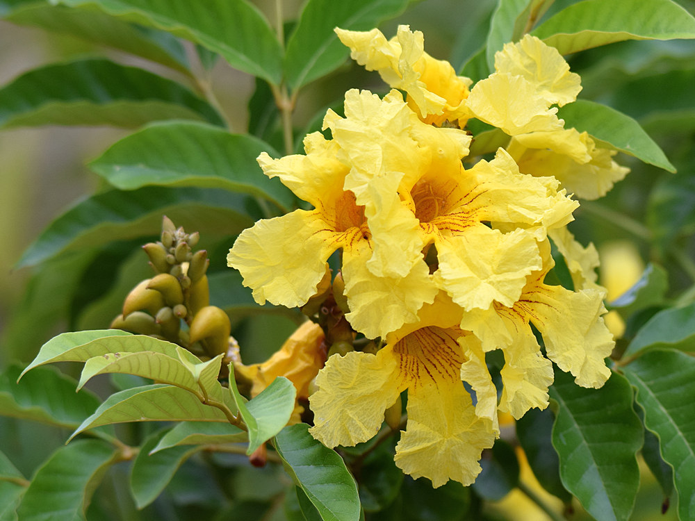 YellowFlower.jpg