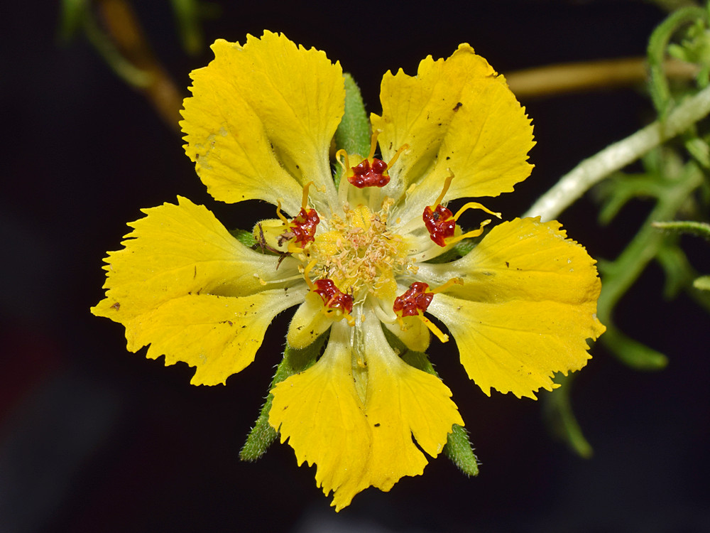YellowFlower.jpg