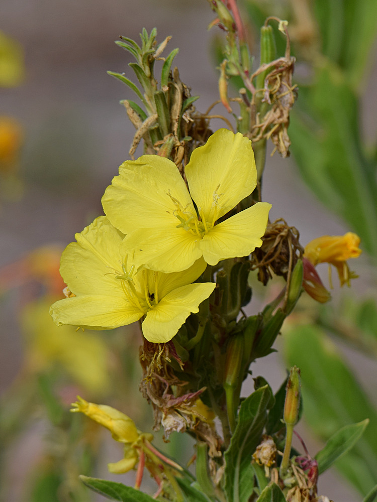 YellowFlower.jpg