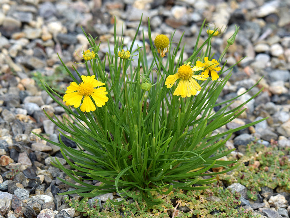 YellowFlower.jpg