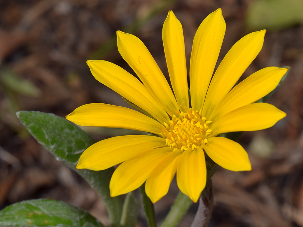 YellowFlower.jpg