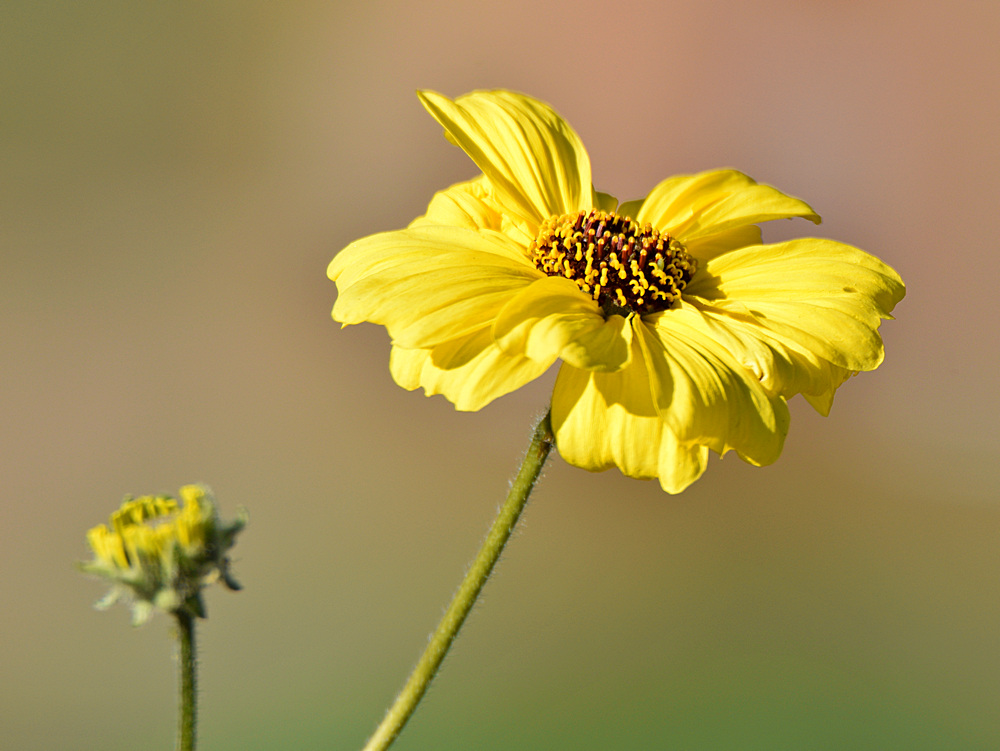YellowFlower.jpg
